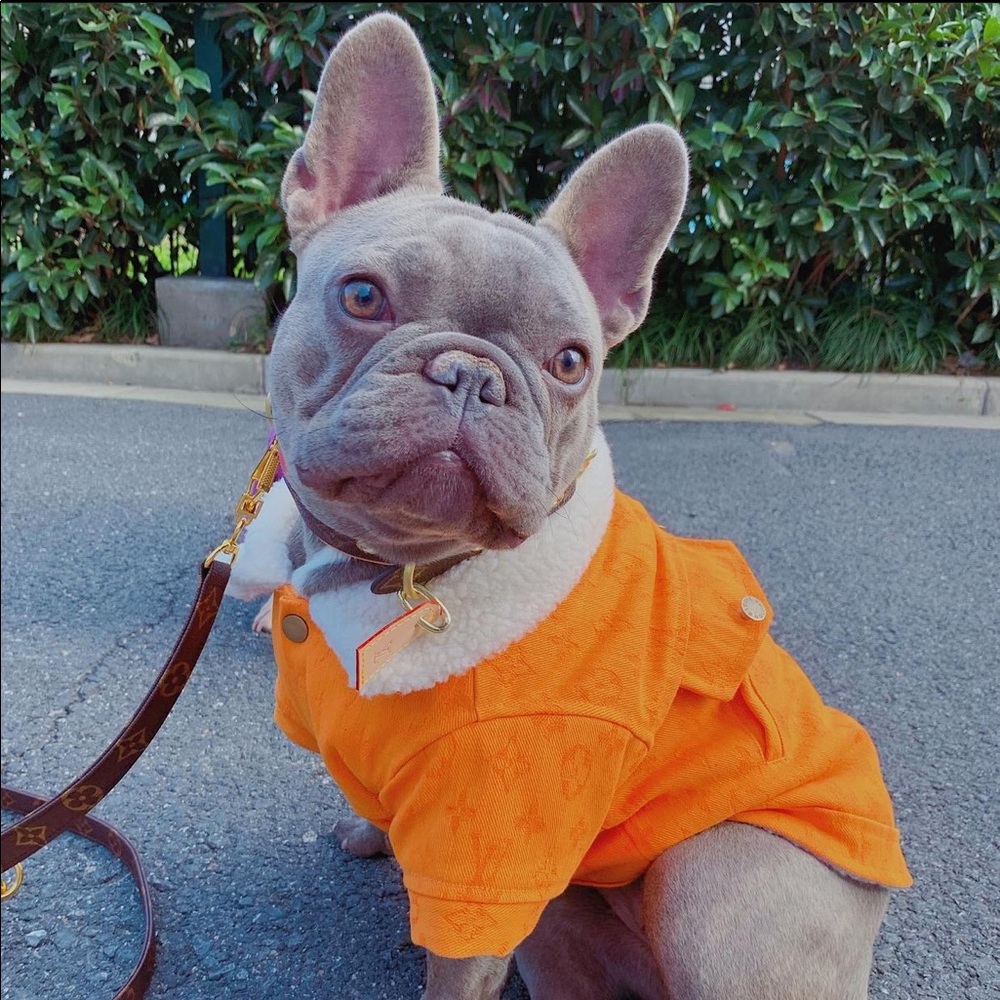 Dog Coat